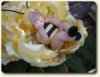 OOAK bumble bee fairy baby Sue Anne McConnell of Toodle Socks ArtDolls