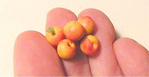 Learn to sculpt miniature peaches in 1:12 scale with IGMA Artisan Betsy Niederer